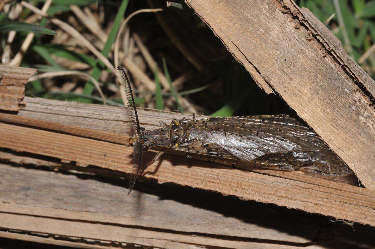 Image of Fishflies