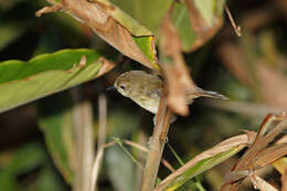 Image of Atherton Scrubwren