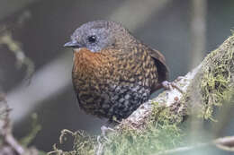 Image of Rufous-throated Wren Babbler