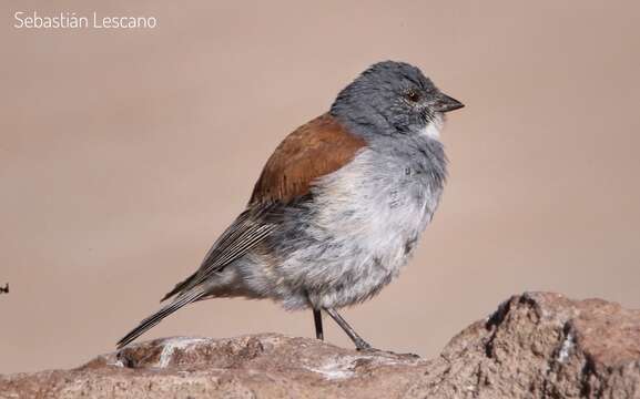 Image of Red-backed Sierra Finch