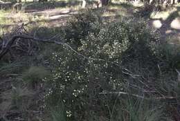 Image of early wattle