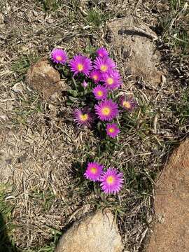 Delosperma carolinense N. E. Br. resmi