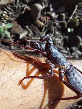 Image of Mastigoproctus colombianus Mello-Leitão 1940