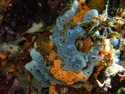 Image of Encrusting turret sponge