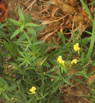 Imagem de Linaria angustissima (Loisel.) Borbás