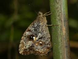 Image of Amphidecta callioma Felder 1862