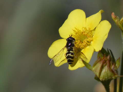 Image of Dasysyrphus creper (Snow 1895)