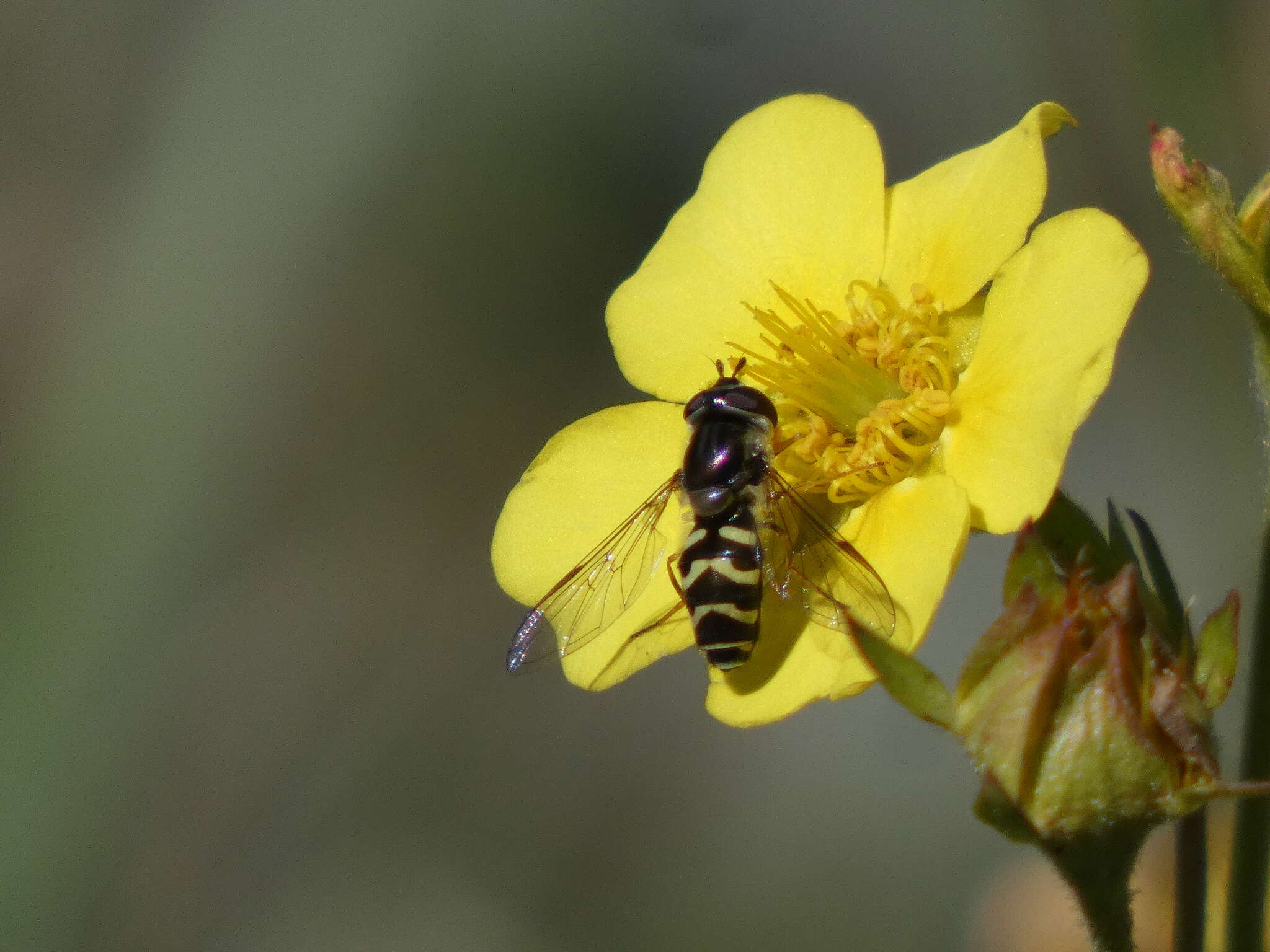 صورة Dasysyrphus creper (Snow 1895)