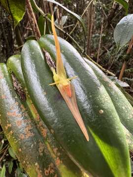 Image of Pleurothallis microcardia Rchb. fil.