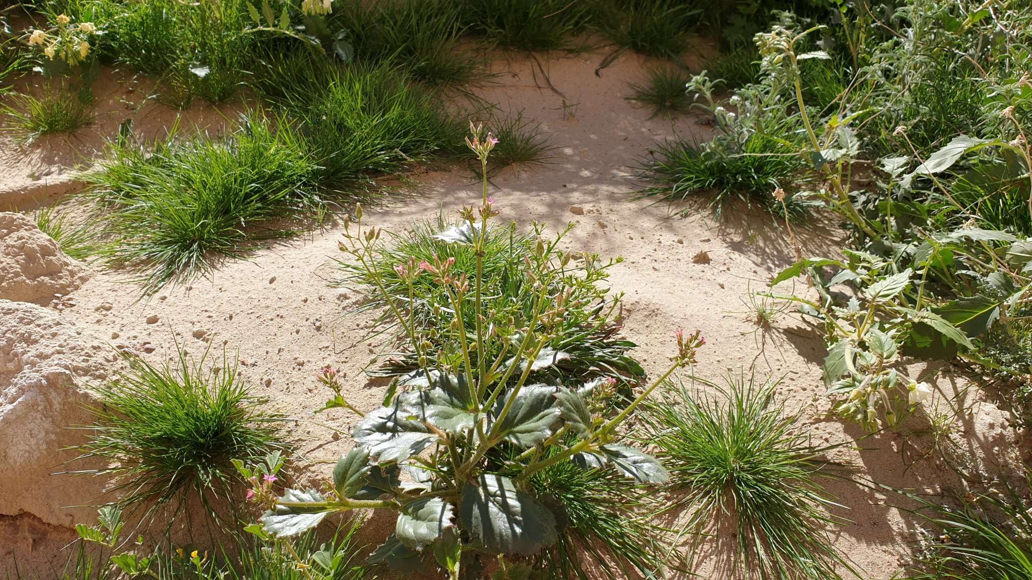 Image of broadleaf gilia