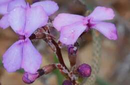 Image of Stylidium imbricatum Benth.