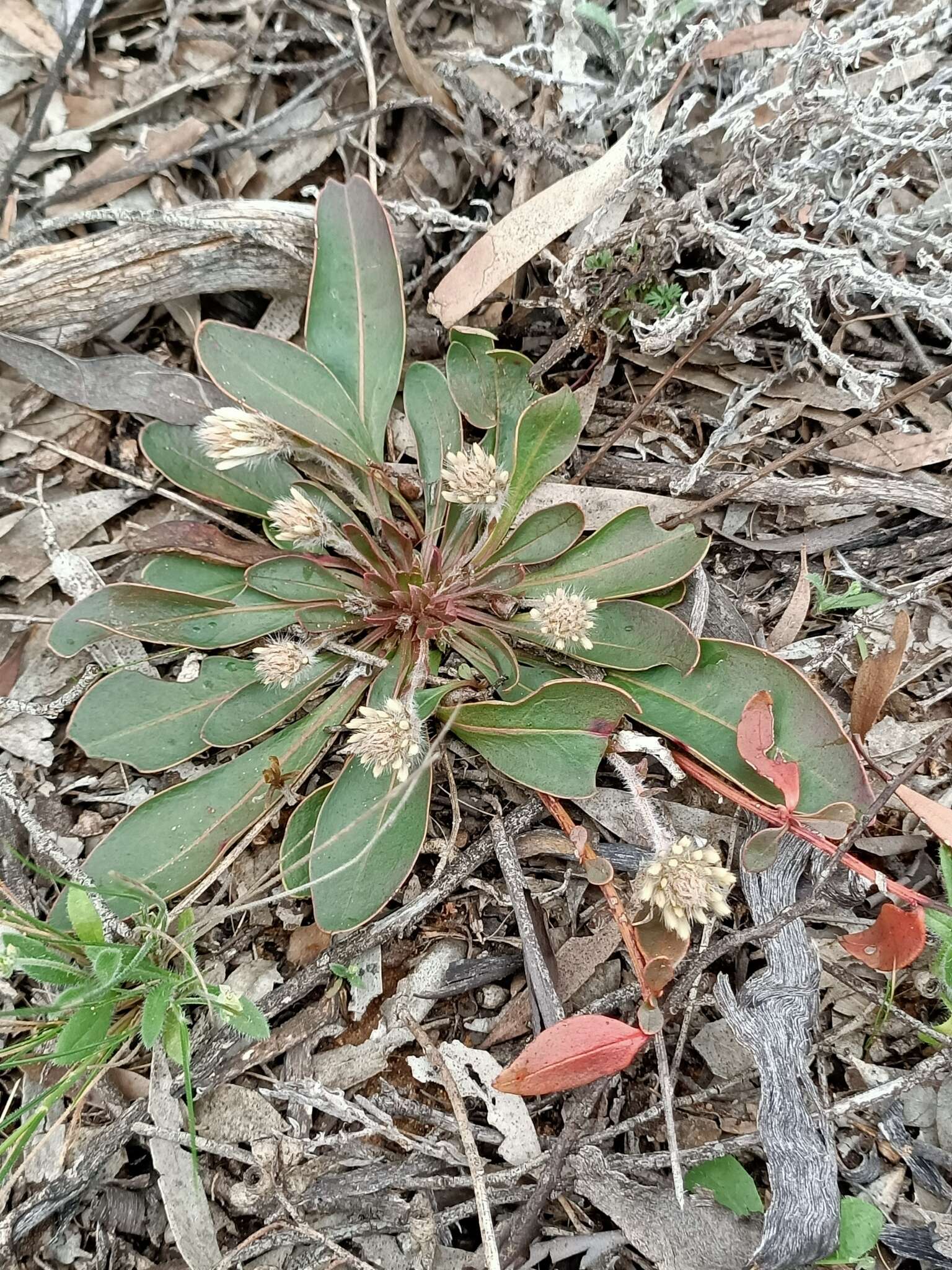 Image of Ptilotus seminudus (J. M. Black) J. M. Black