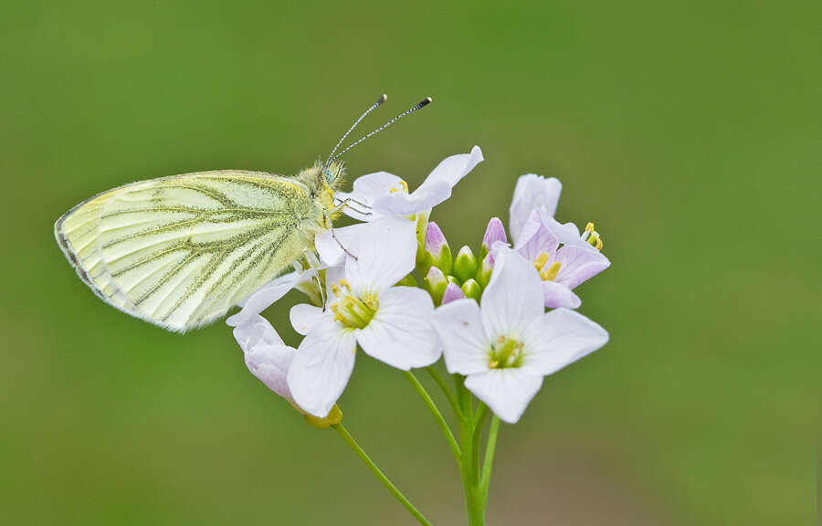 Plancia ëd Pieris napi (Linnaeus 1758)