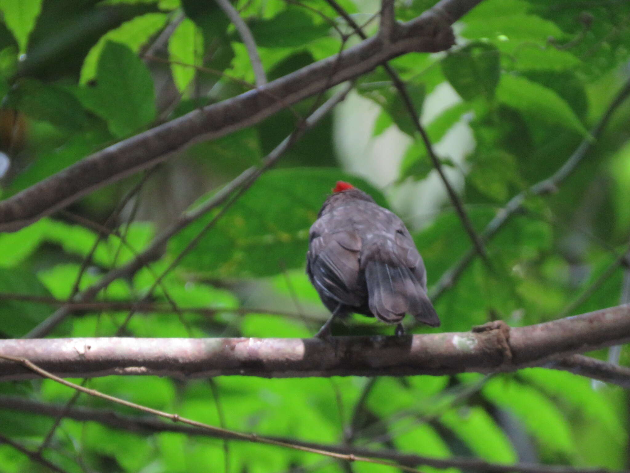 Image of Sooty Ant Tanager