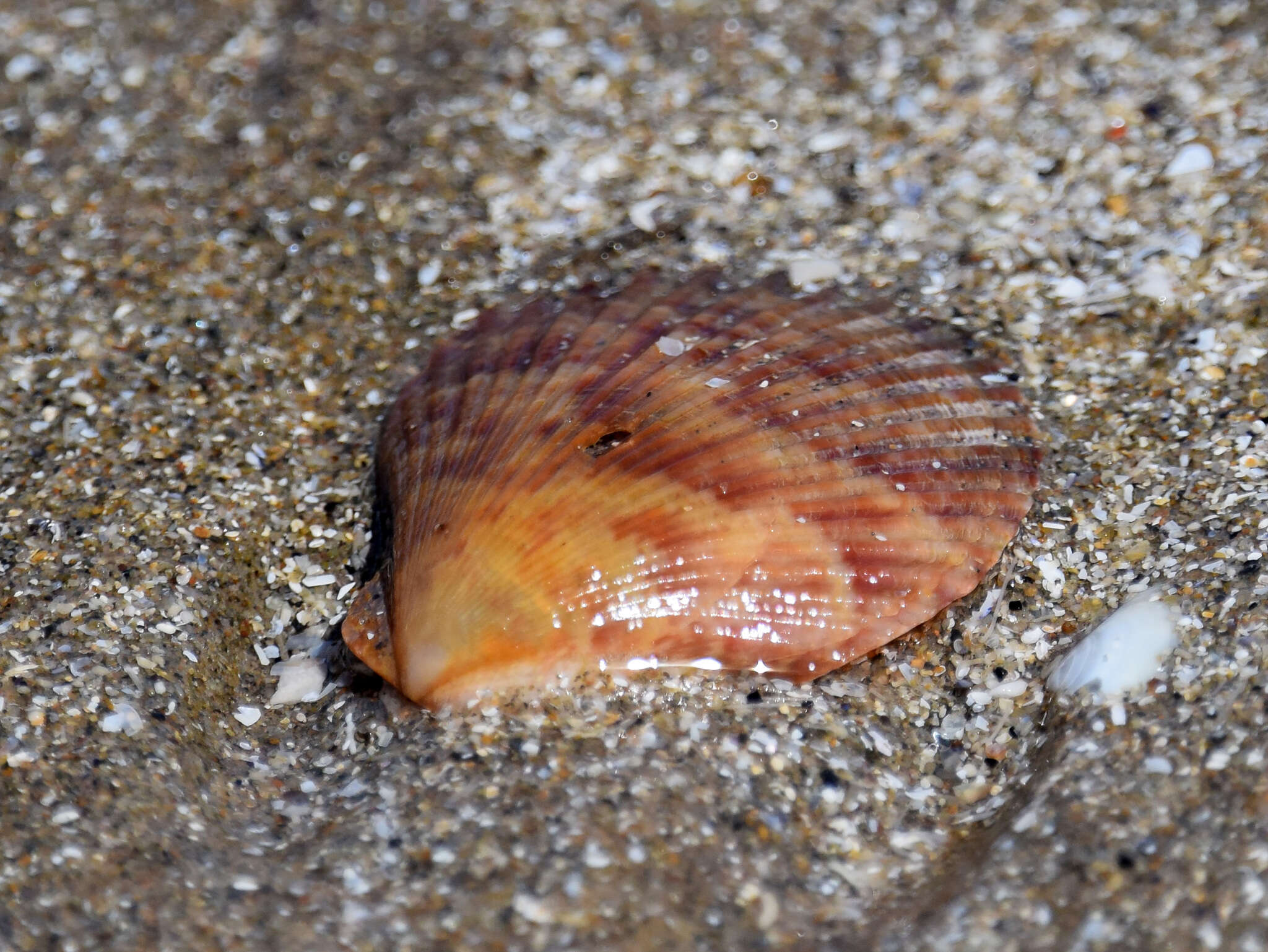 Image of variegated scallop