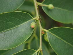 Image of Breynia vitis-idaea (Burm. fil.) C. E. C. Fisch.