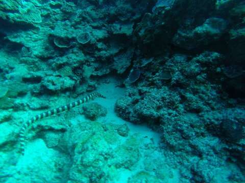 Image of Turtlehead Sea Snakes