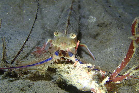 Image of target rock shrimp