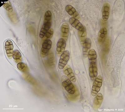 Hysterobrevium mori (Schwein.) E. Boehm & C. L. Schoch 2010的圖片