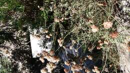 Image of California Buckwheat