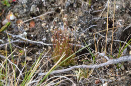 Image of Bog Stitchwort