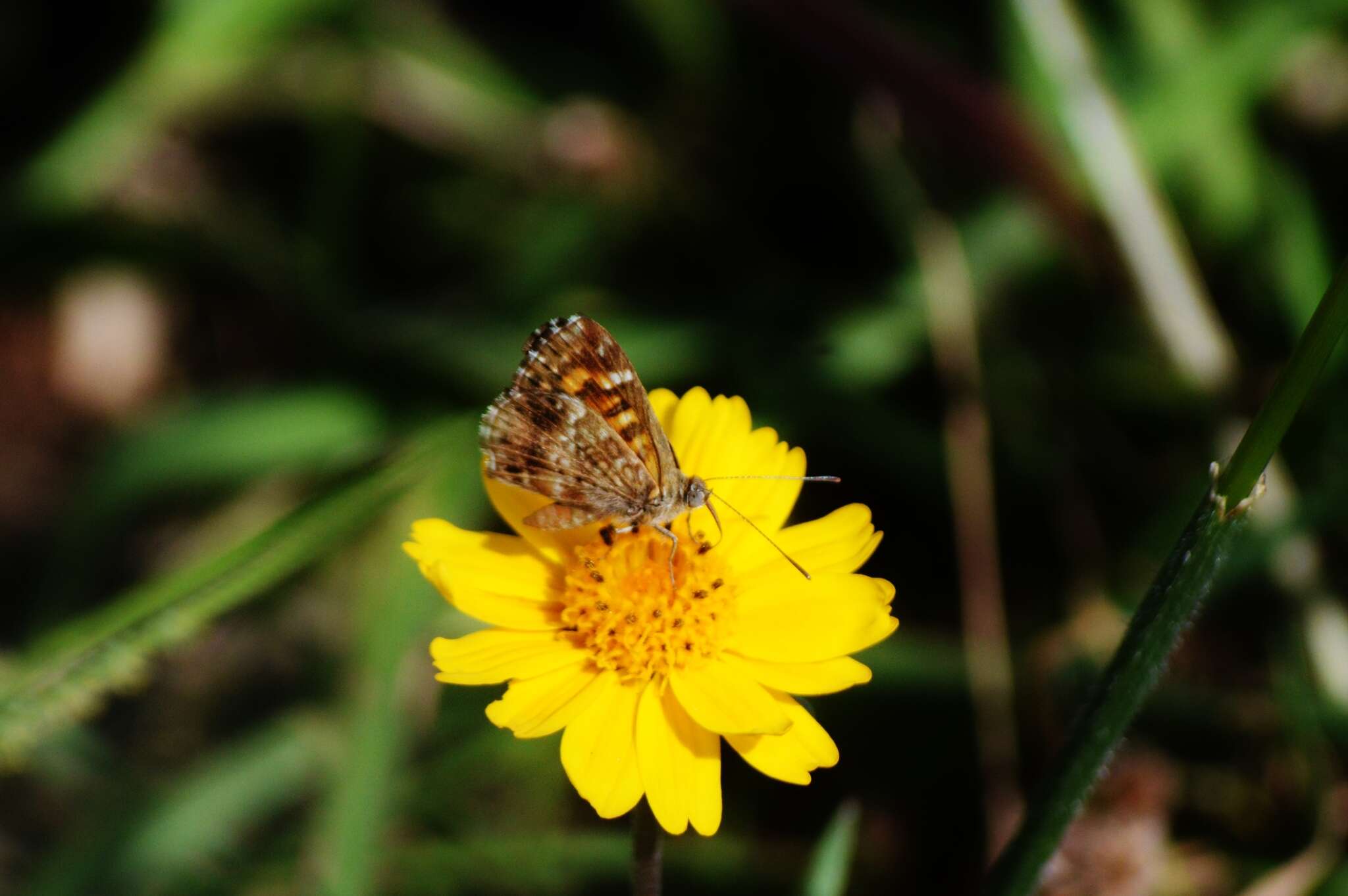 Image of Aricoris epulus