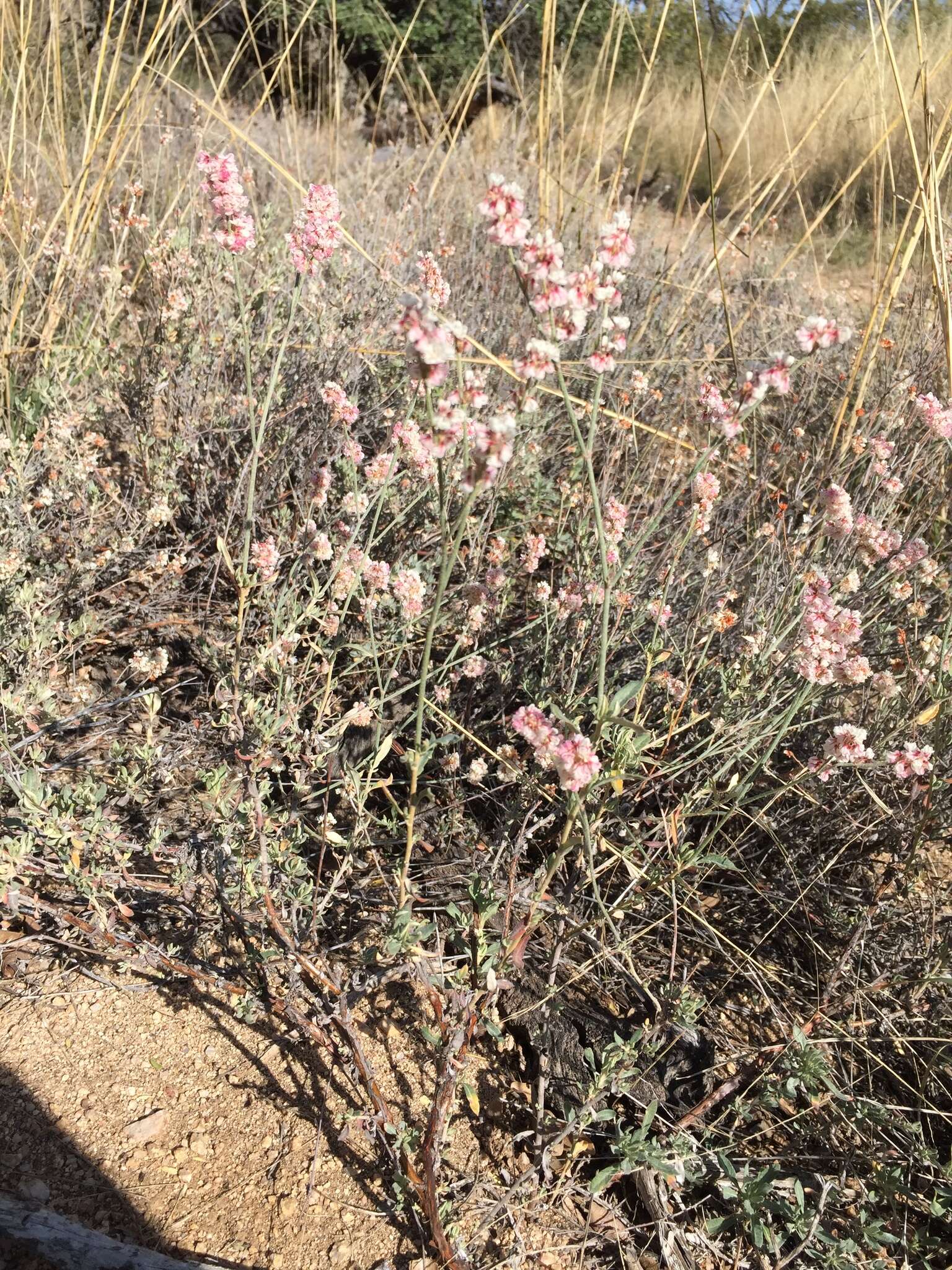 Image of Abert's buckwheat