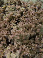 Image of Column coral