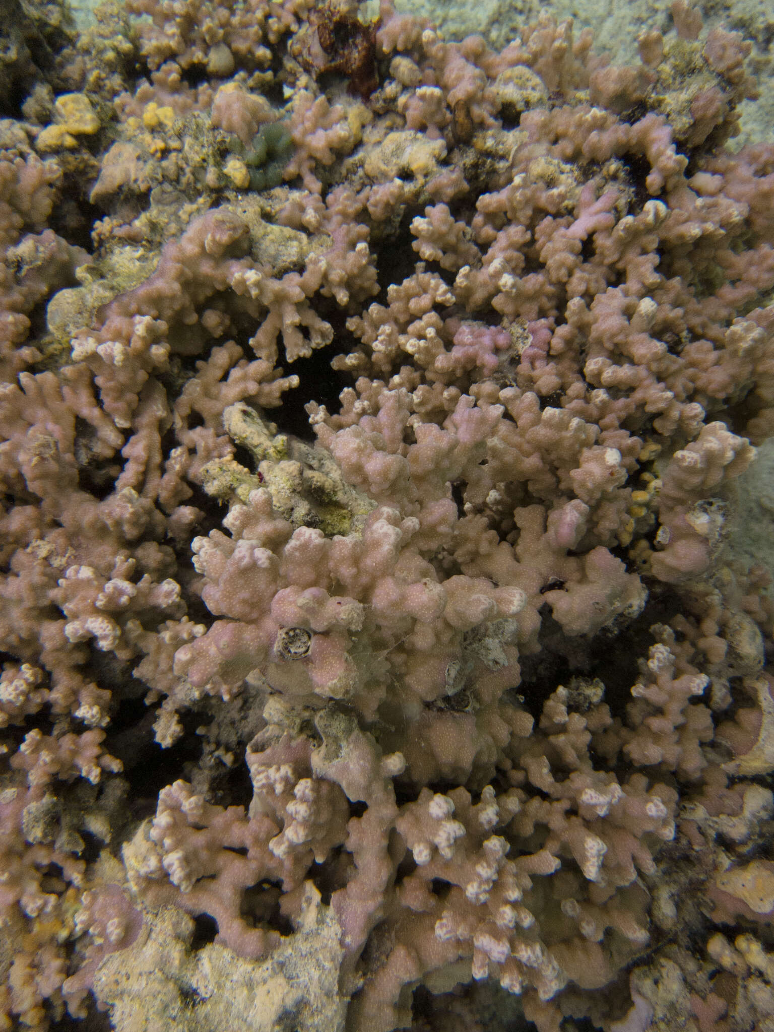 Image of Column coral