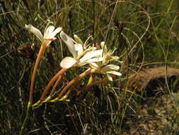 Image of Tritonia cooperi (Baker) Klatt