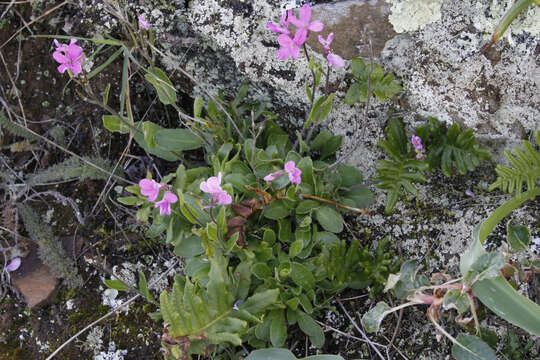 Image of rose rockcress