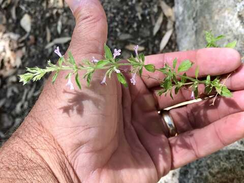 Hedeoma dentata Torr. resmi