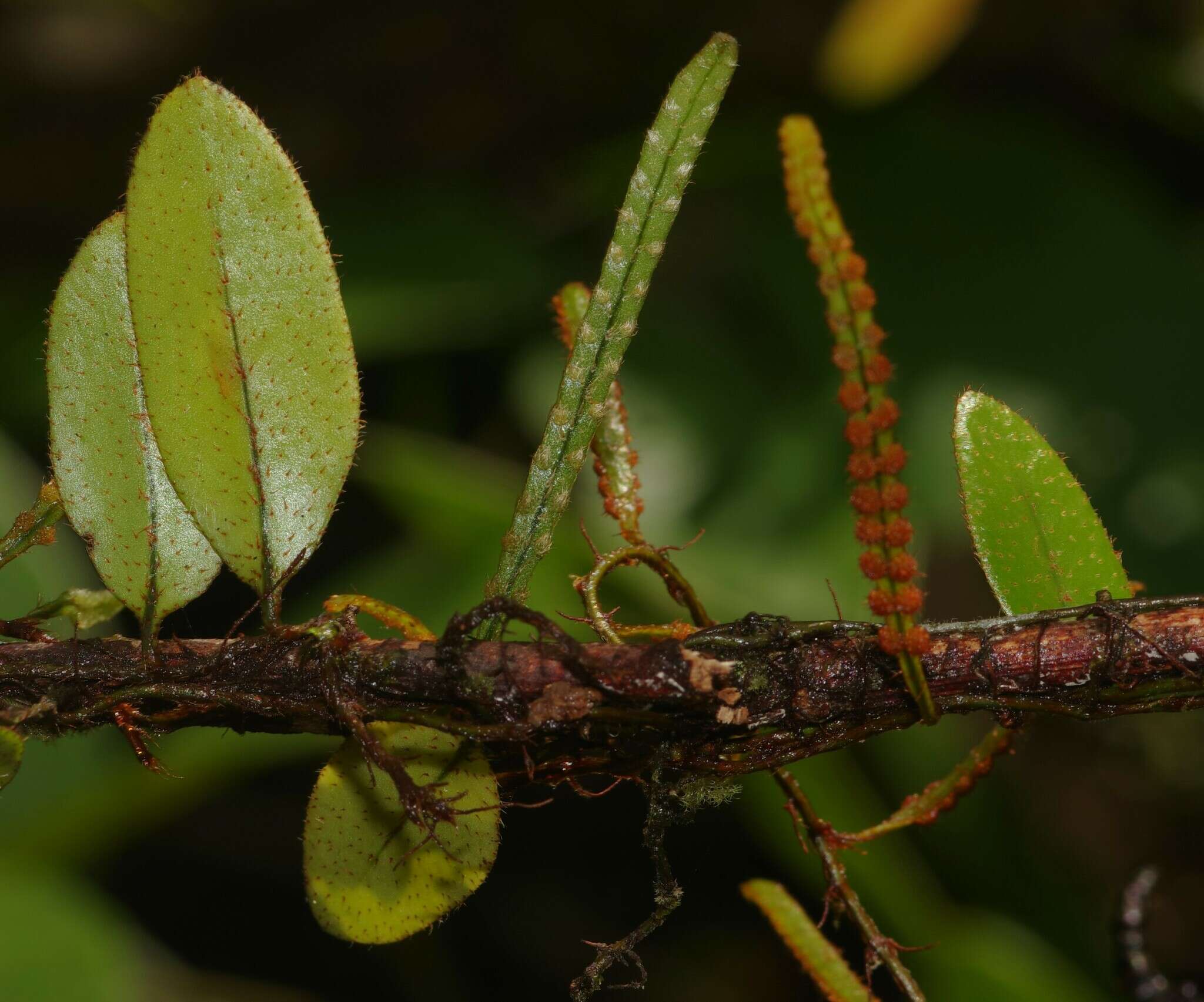 Microgramma reptans (Cav.) A. R. Sm.的圖片