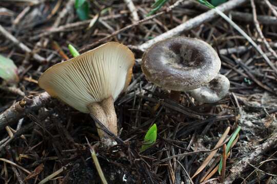 Image of Rhizocybe rhizoides (H. E. Bigelow & Hesler) Vizzini, G. Moreno & P. Alvarado 2015