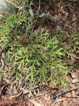 Imagem de Lomatia silaifolia (Sm.) R. Br.