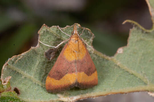 Image of Pyrausta castalis Treitschke