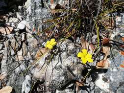 Image de Pachypodium brevicaule Baker