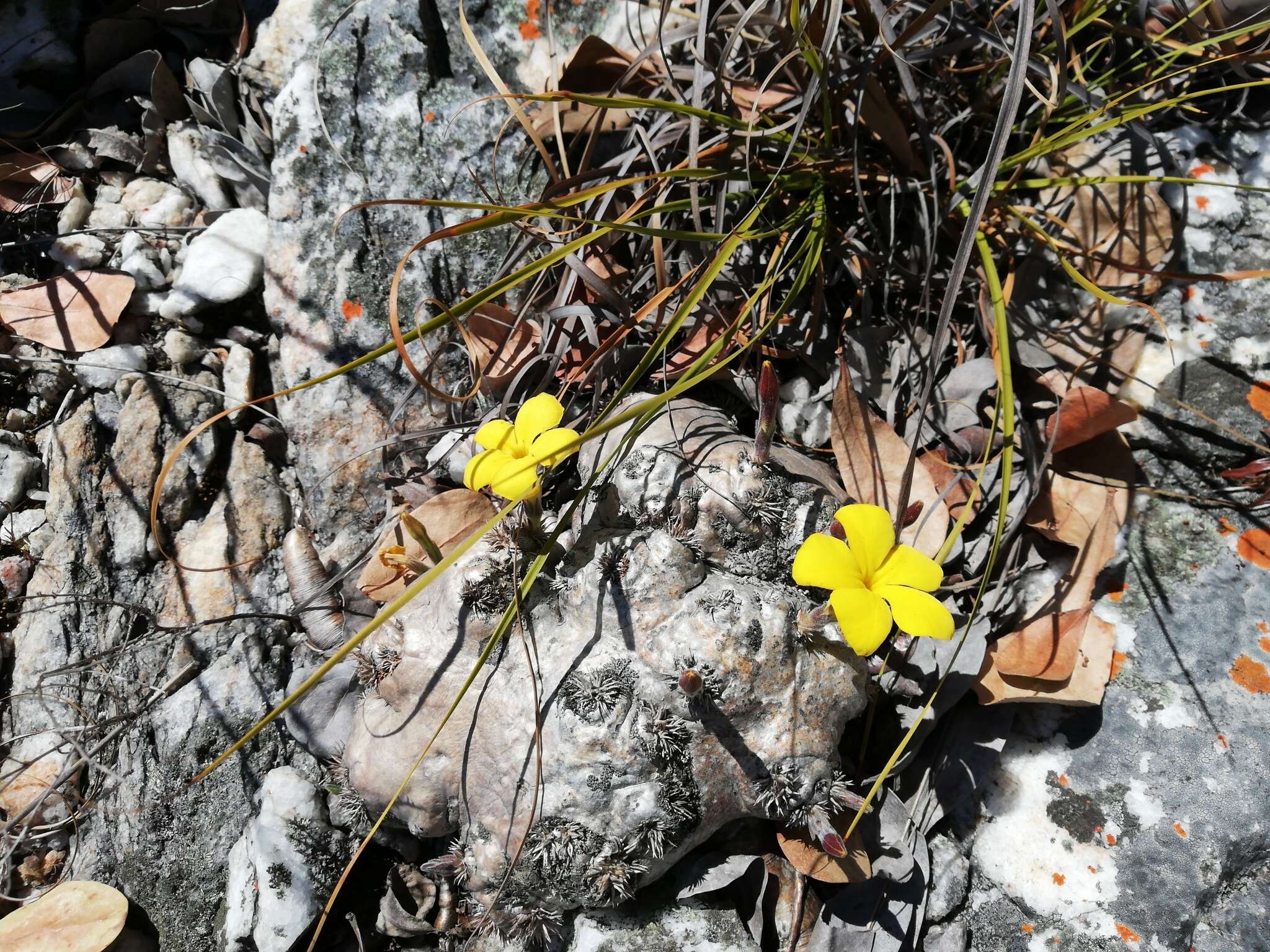 Image de Pachypodium brevicaule Baker