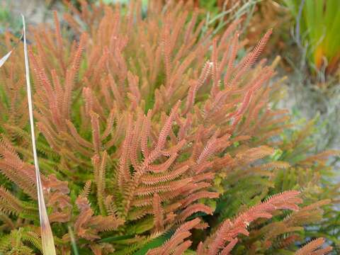 Image of Selaginella uliginosa (Labill.) Spring