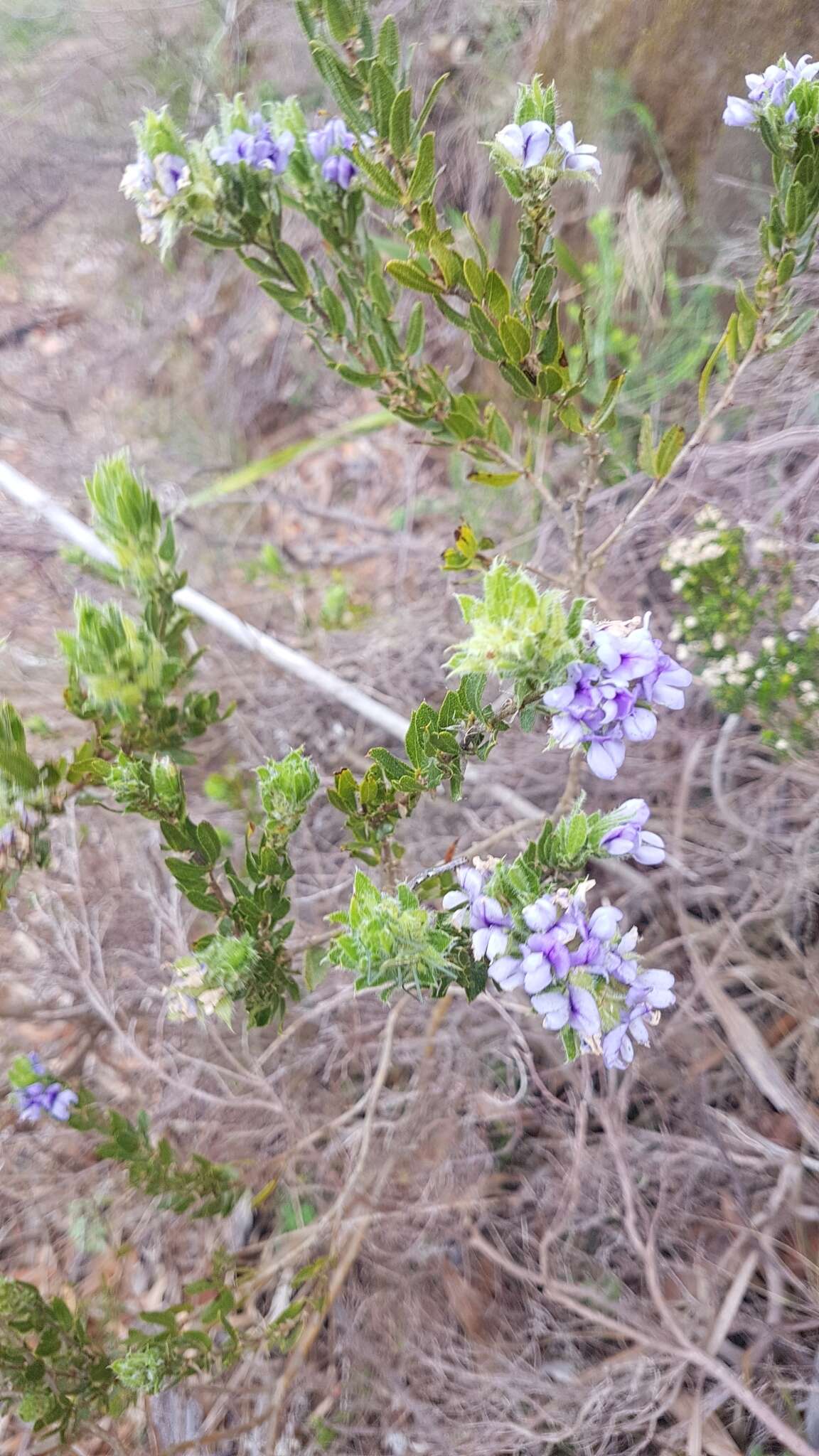 Image of Otholobium obliquum (E. Mey.) C. H. Stirt.