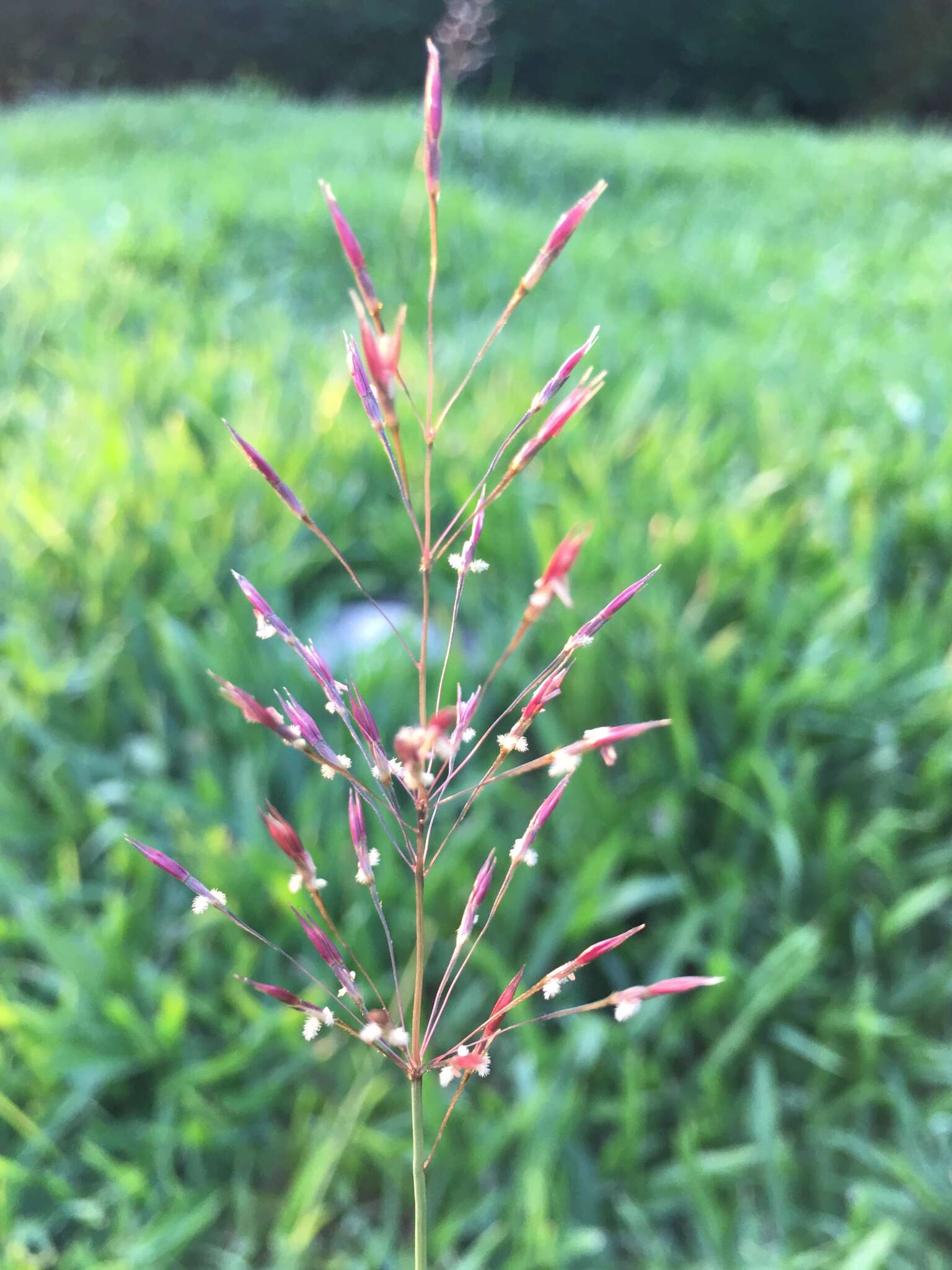 Слика од Chrysopogon aciculatus (Retz.) Trin.