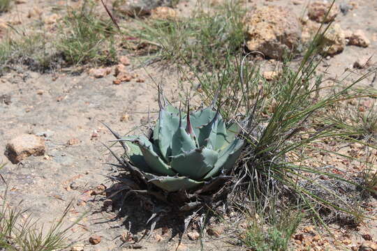 Image of Agave flexispina Trel.