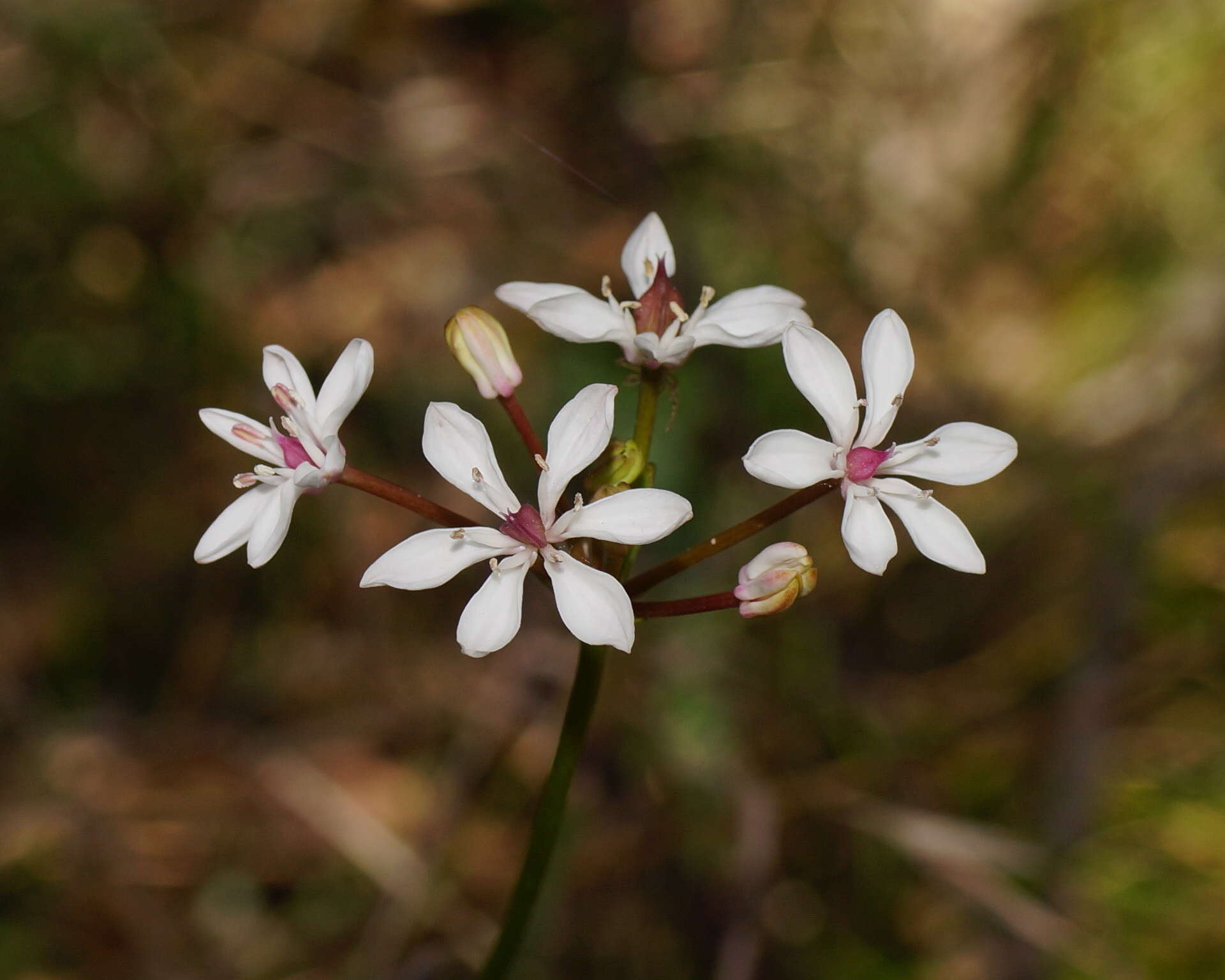 Image of Burchardia umbellata R. Br.