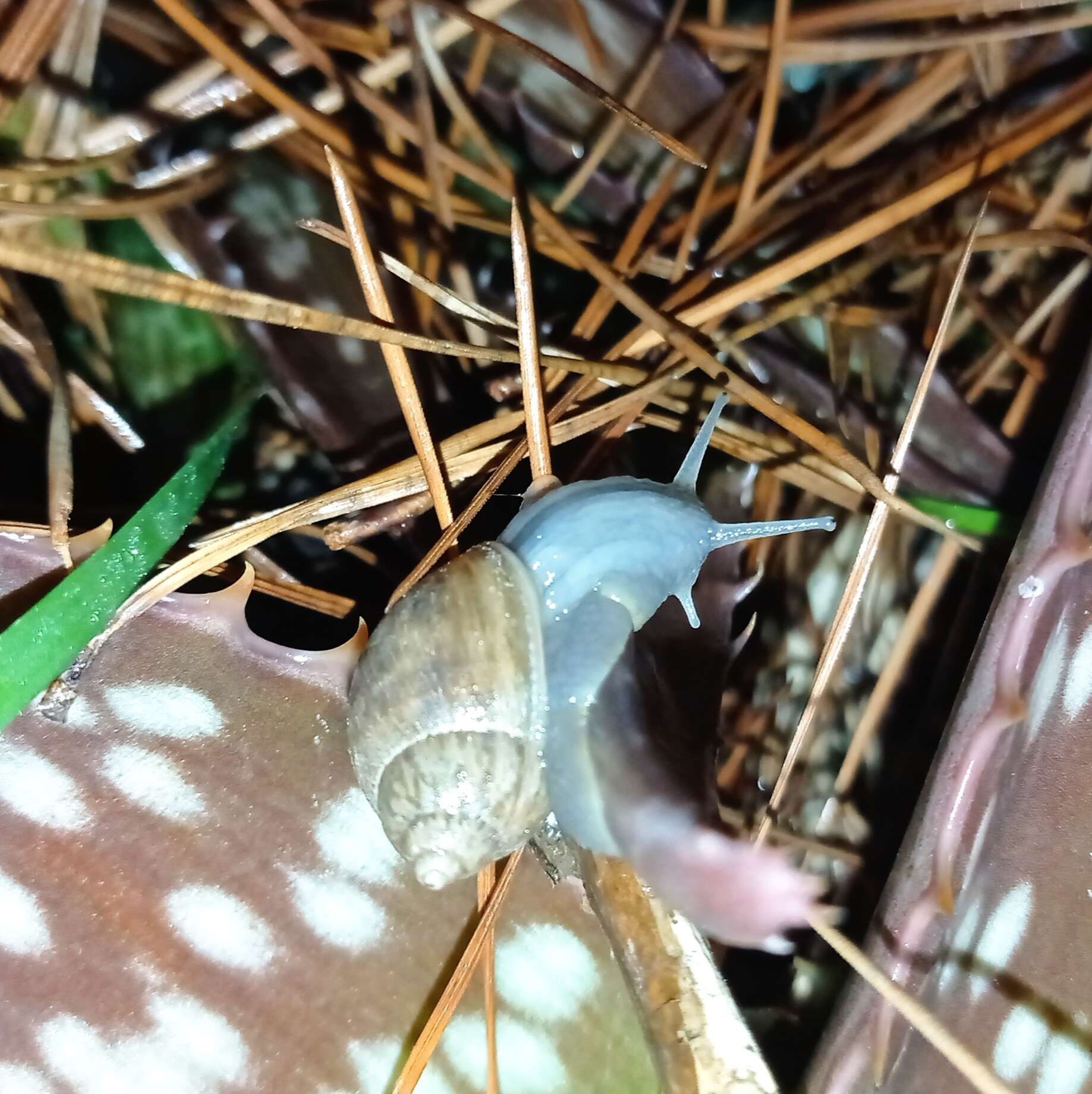 Image of Plectostylus chilensis