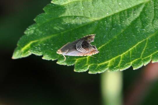 Image of Eurasian Hemp Moth