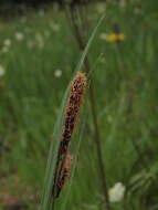 Image of water sedge