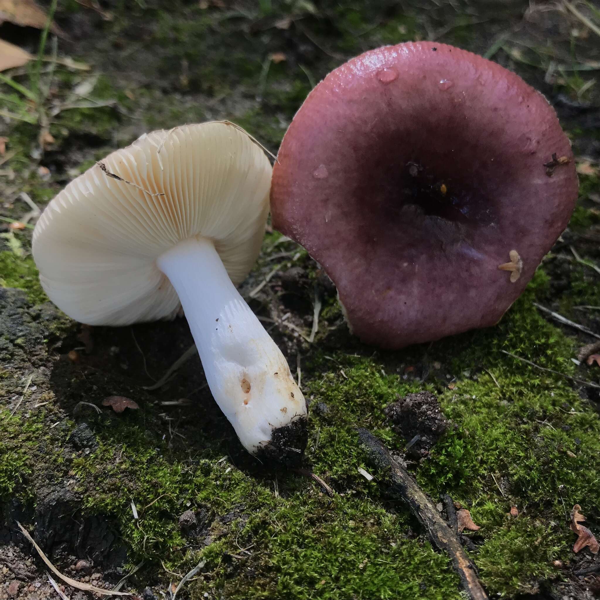 Imagem de Russula versicolor Jul. Schäff. 1931