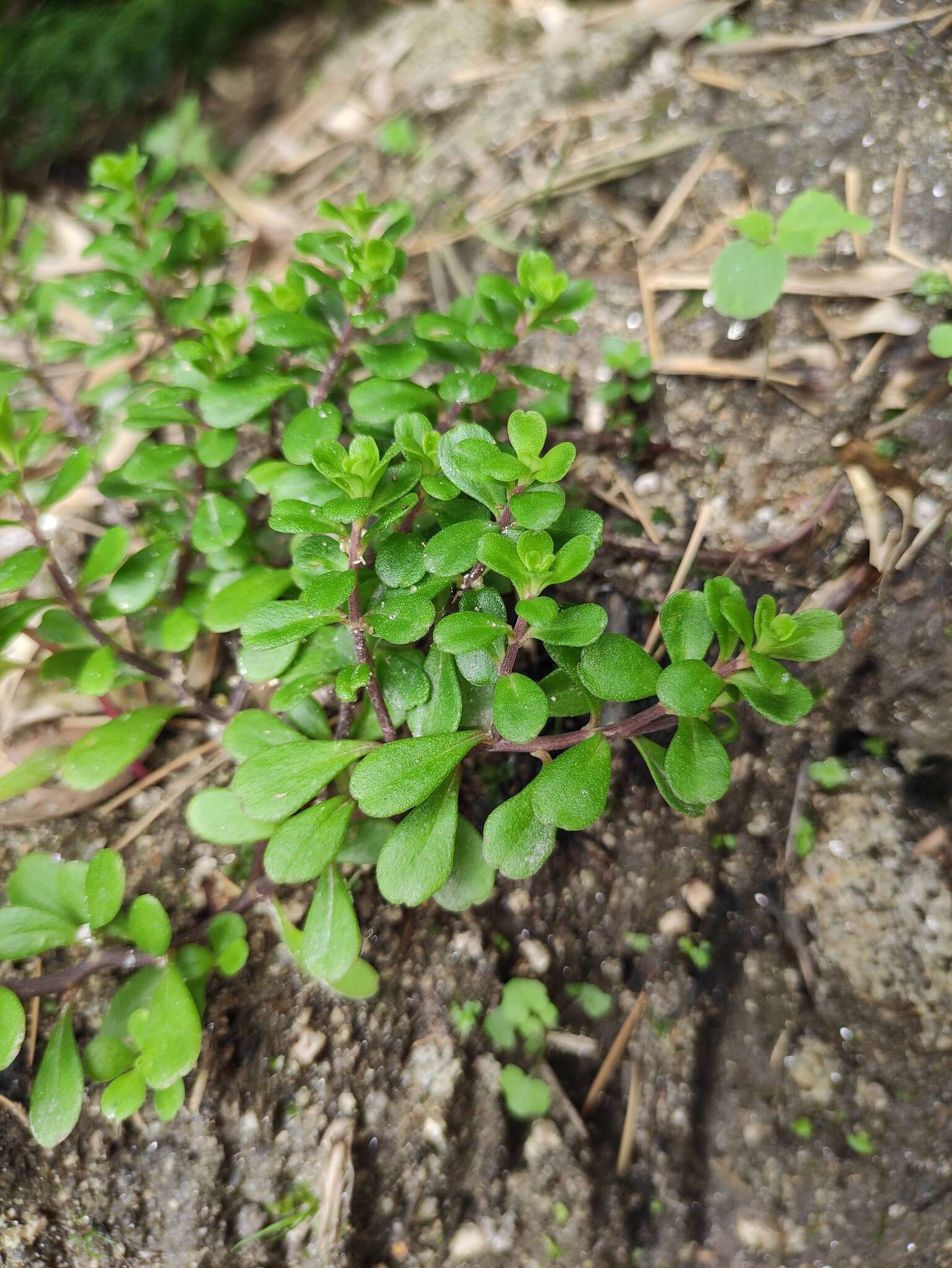 Слика од Sedum emarginatum Migo