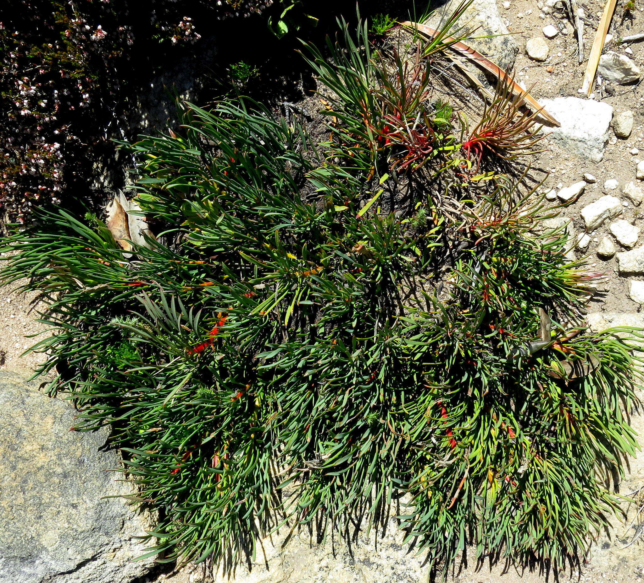 Image of Protea montana E. Mey. ex Meissn.