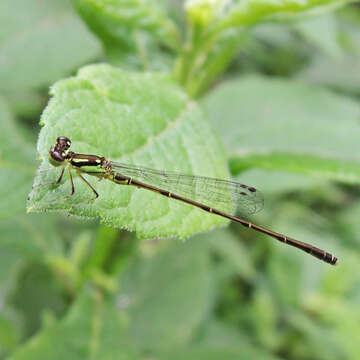 Image de Agrion Posé